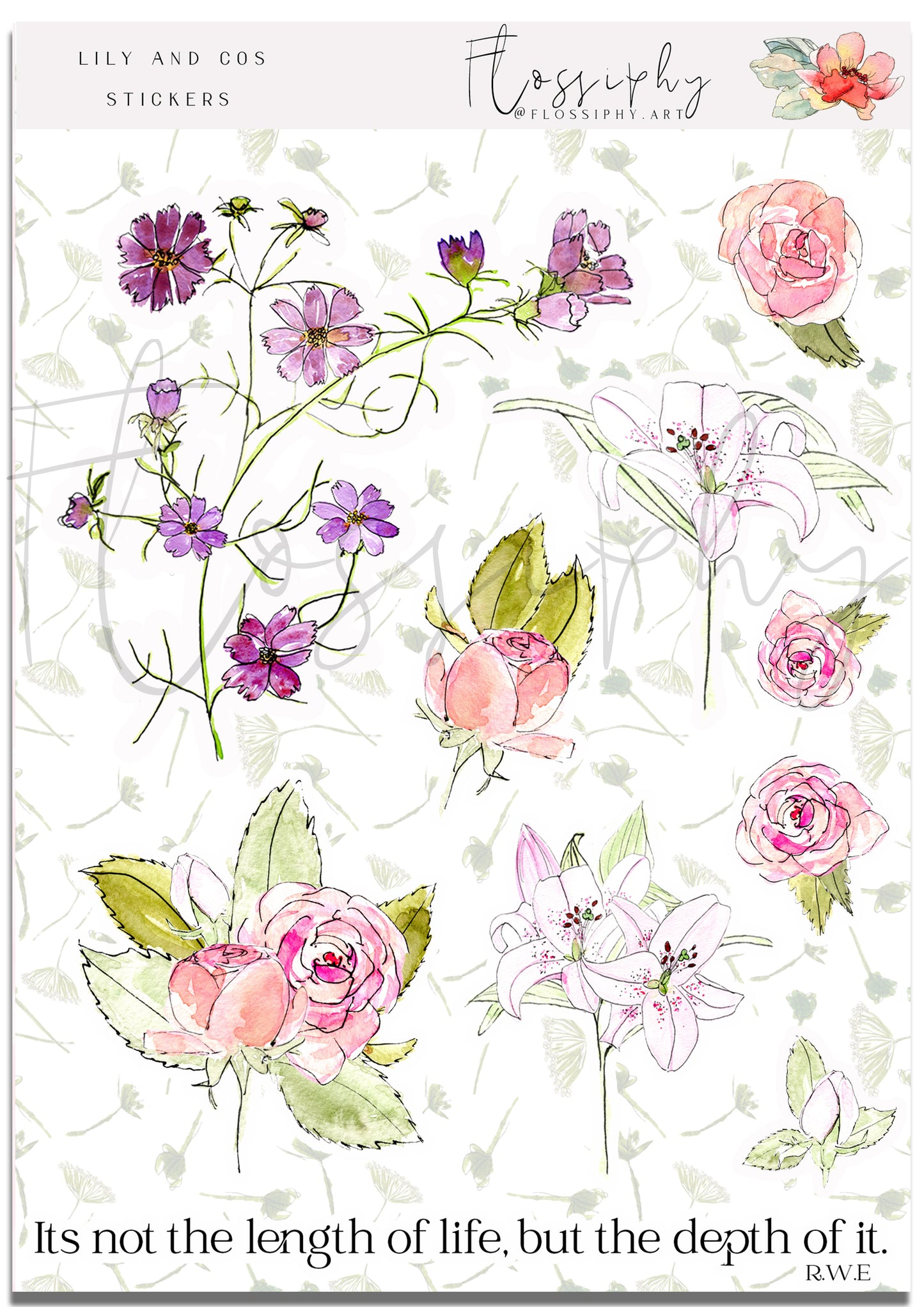 Lily & Cosmos
