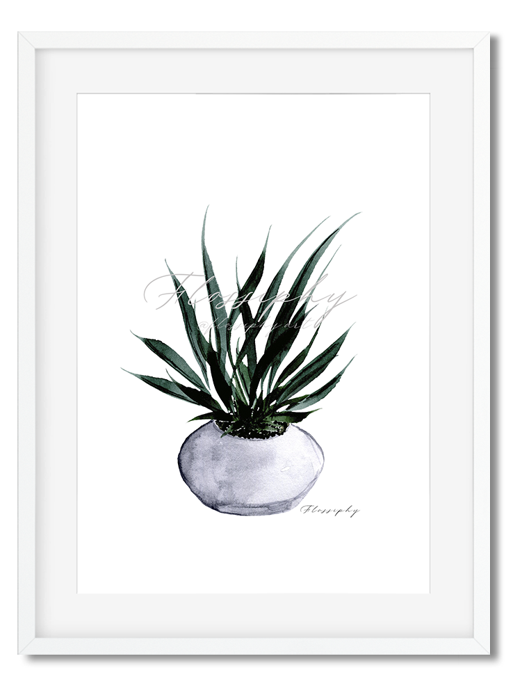 Dracaena