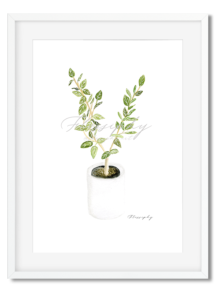Ficus Audrey