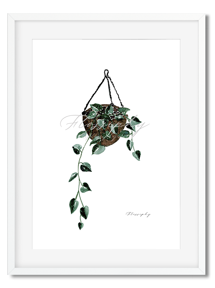 Philodendron