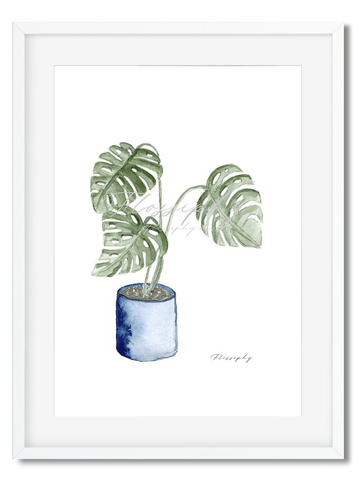 Monstera