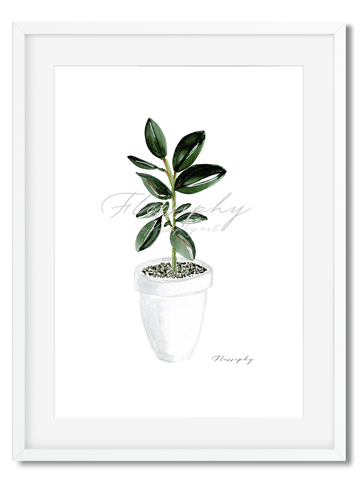 Rubber Tree