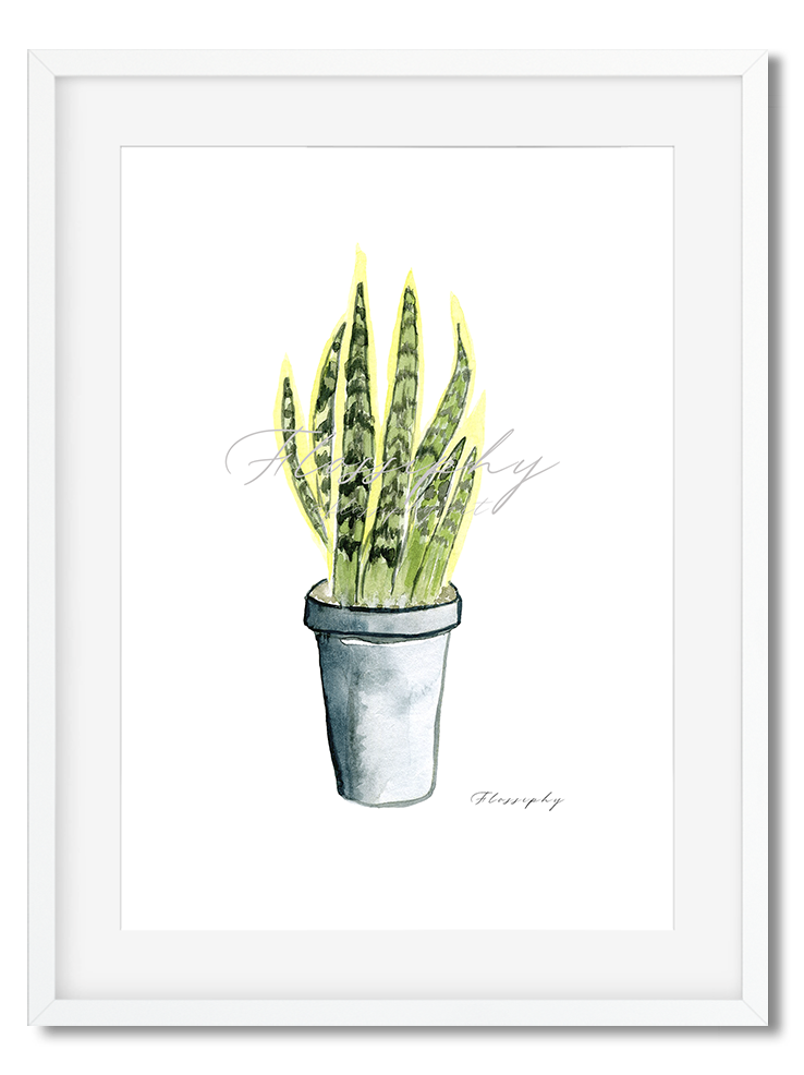 Snake Plant