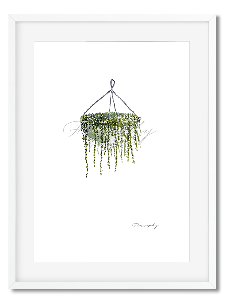 String of Pearls
