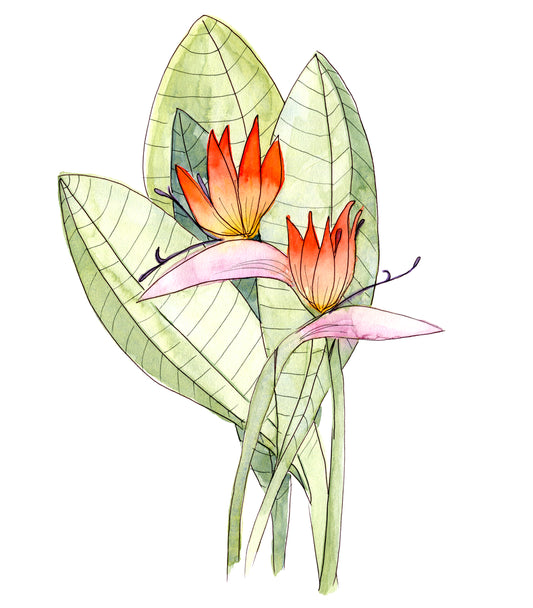 Bird of Paradise